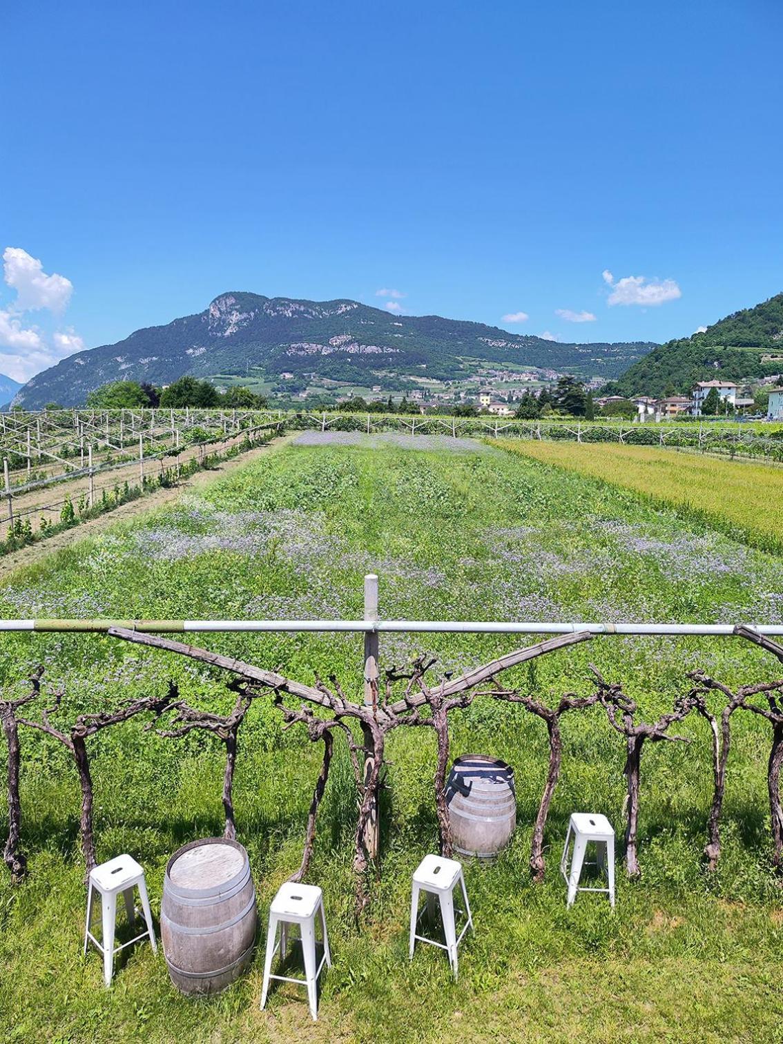 8 Grappoli Agritur Villa เตรนโต ภายนอก รูปภาพ